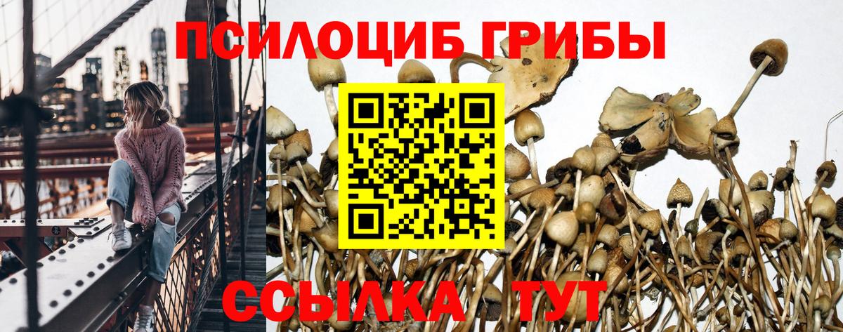 Галлюциногенные грибы Cubensis Губаха
